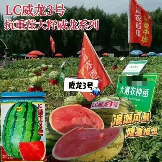 沭阳县LC威龙3号西瓜种子 耐旱耐湿耐重茬大籽西瓜种子