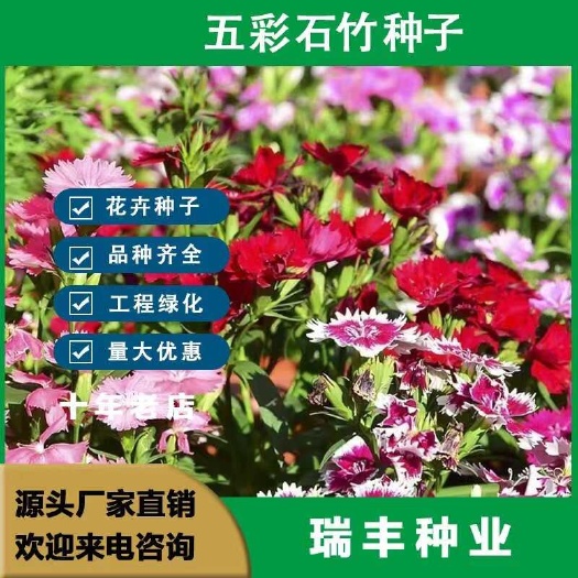 五彩石竹种子耐寒多年生四季易种室外阳台景观美国石竹花种籽