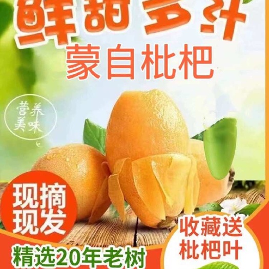 云南蒙自枇杷5斤 应季新鲜大果琵琶孕妇鲜果小孩吃枇杷
