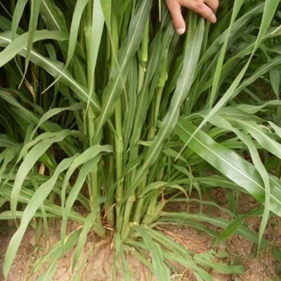 墨西哥玉米草种子分藥能力强产量高可青储牧草种子