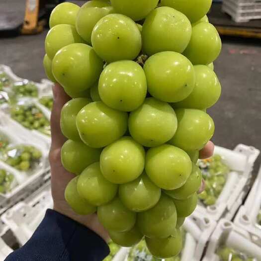 南宁晴王A果 翡翠欲滴的阳光玫瑰青提，集色、香、味于一体