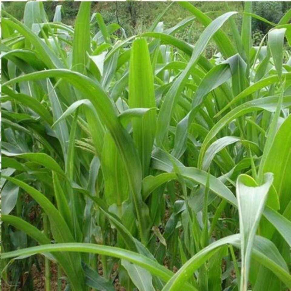 墨西哥玉米草种子分藥能力强产量高可青储牧草种子
