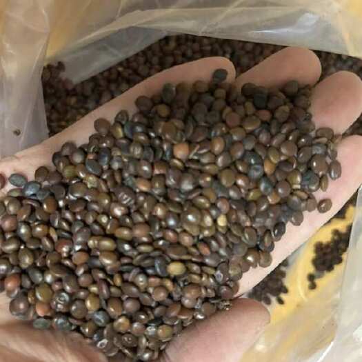 泊头市紫荆种子当年产新产地直发