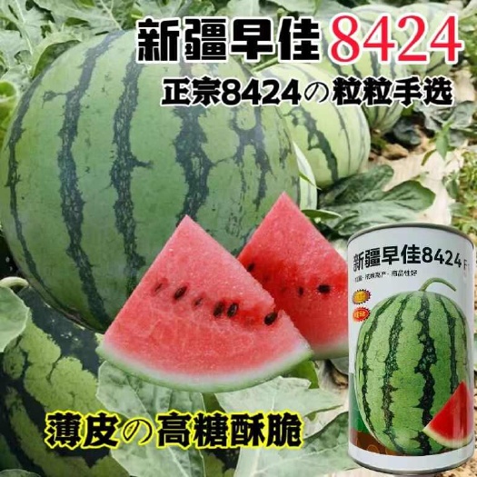 中科茂华新疆早佳8424西瓜种子 杂交一代早熟西瓜种子
