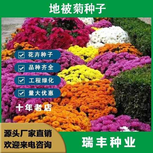 东海县地被菊花种子籽多年生耐阴花卉耐瘠薄耐盐碱四季易种阳台盆栽庭院