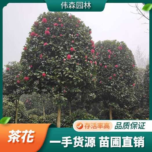 崇州市基地直供 苗木批发 耐冻精品茶花树 规格齐全 绿化工程专用