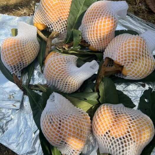 云霄县枇杷