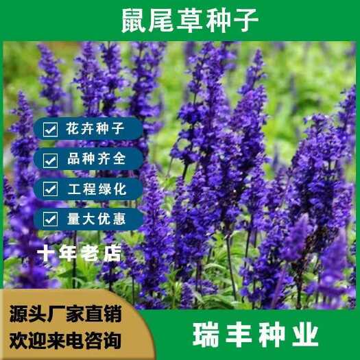 蓝花鼠尾草种子多年生宿根鼠尾草种子四季庭院花海景观花卉种子批