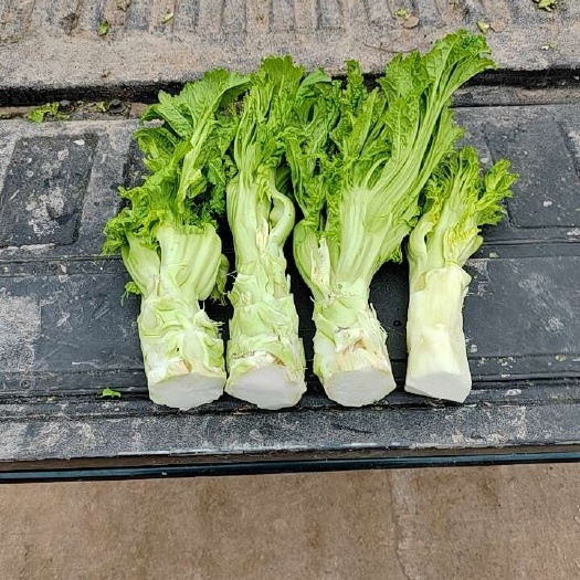 菜老壳