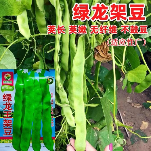 沭阳县绿龙王架豆种子抗病早熟蔓生四季豆种子