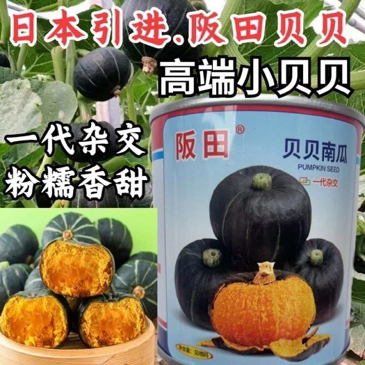 盛丰贝贝南瓜种子早熟甘甜扁圆形迷你阪田贝贝南瓜春秋露地专用k