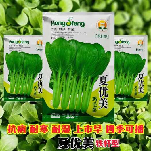夏优美鸡毛菜种子抗病能力强耐热耐湿杂交小青菜种子