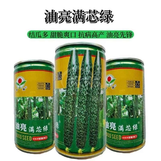沭阳县油亮满芯绿黄瓜种子甜脆爽口结瓜多商品性佳黄瓜种子