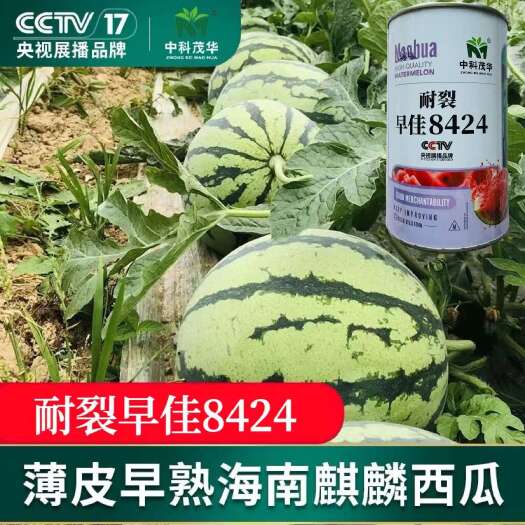 沭阳县中科茂华耐裂早佳8424西瓜种子 杂交早熟耐裂西瓜种子