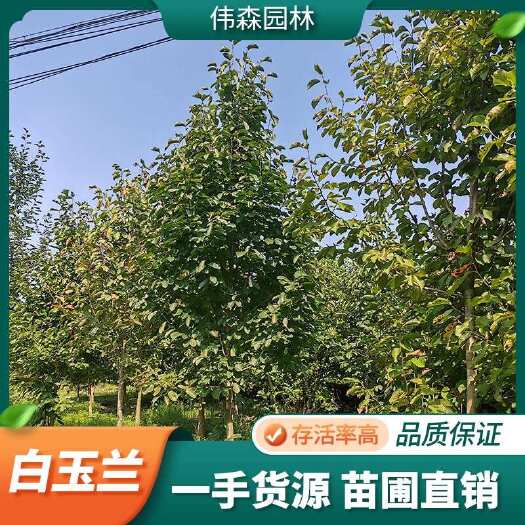 基地供应精品白玉兰 规格齐全 工程庭院绿化树 枝繁叶茂适应强