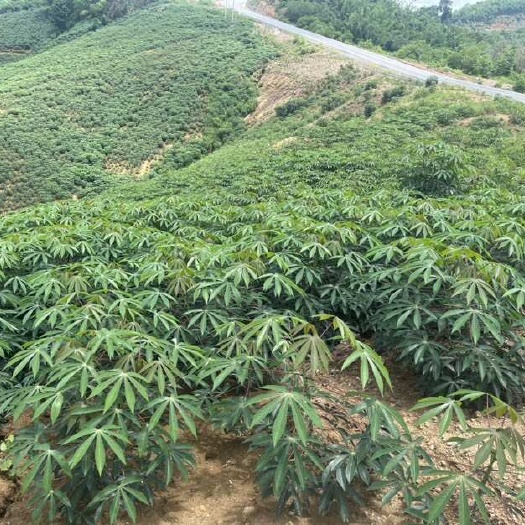 勐腊县老挝木薯片