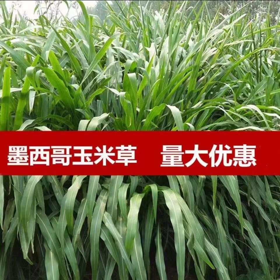 墨西哥玉米草种子分藥能力强产量高可青储牧草种子