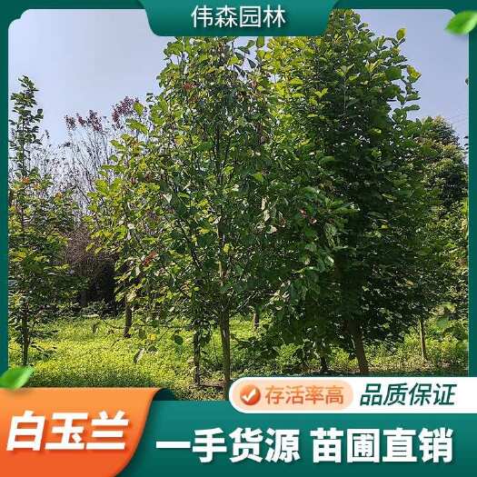 伟森园林 基地直供 8公分白玉兰 树姿优美 花香色艳 庭园观
