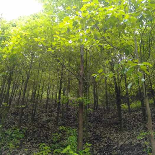桑植县香樟