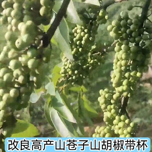 佛冈县包邮正品改良高量木姜子幼树山苍子浆子幼树山胡椒庭院