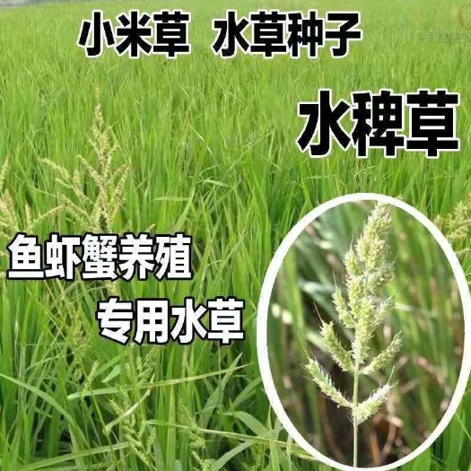 散装稗草种子小米草雀稗水稗子长稻田里养喂鱼草水稗草籽水草种子