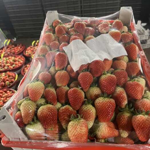 邳州市宁玉草莓 优质草莓原产地