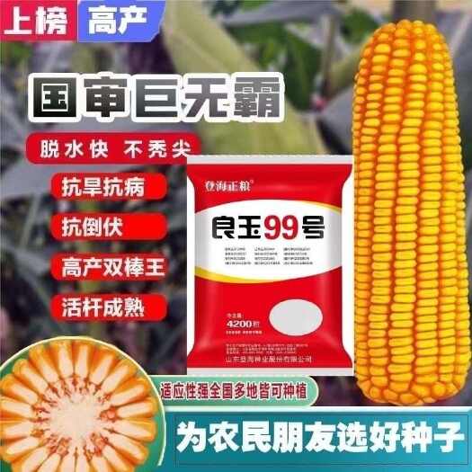 登海良玉99国审产高玉米种抗锈抗倒红轴大棒苞谷种子批发玉米种