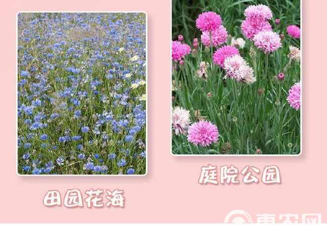 矢车菊种子 花种种子 蓝色矢车菊种子公园绿化庭院花卉种子批发