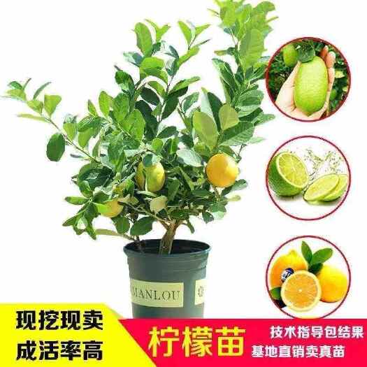 平邑县柠檬树苗四季柠檬香水柠檬带果柠檬树绿植盆栽室内阳台庭院柠檬树