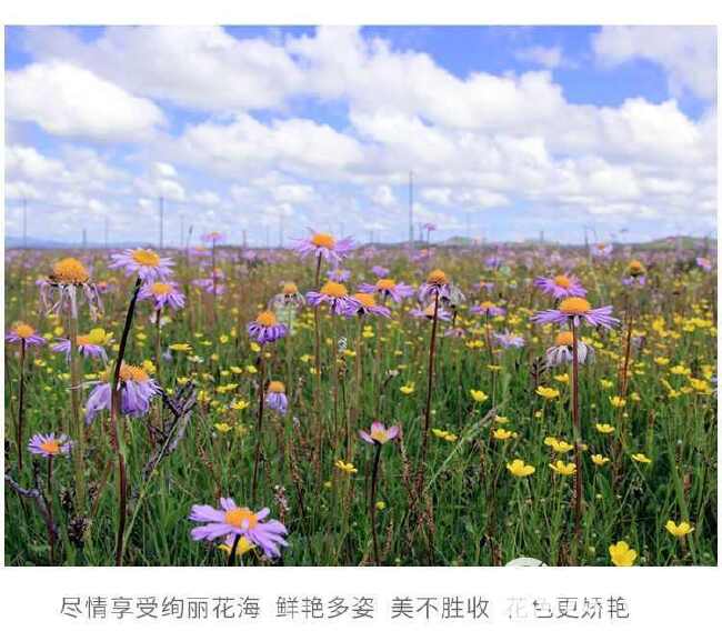 矢车菊种子 花种种子 蓝色矢车菊种子公园绿化庭院花卉种子批发