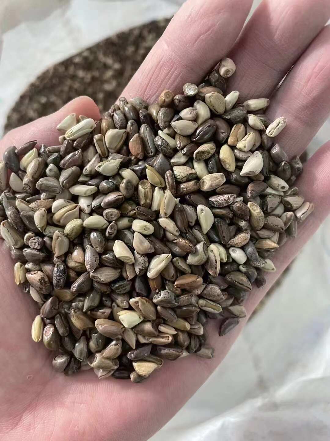 墨西哥玉米草种子分藥能力强产量高可青储牧草种子