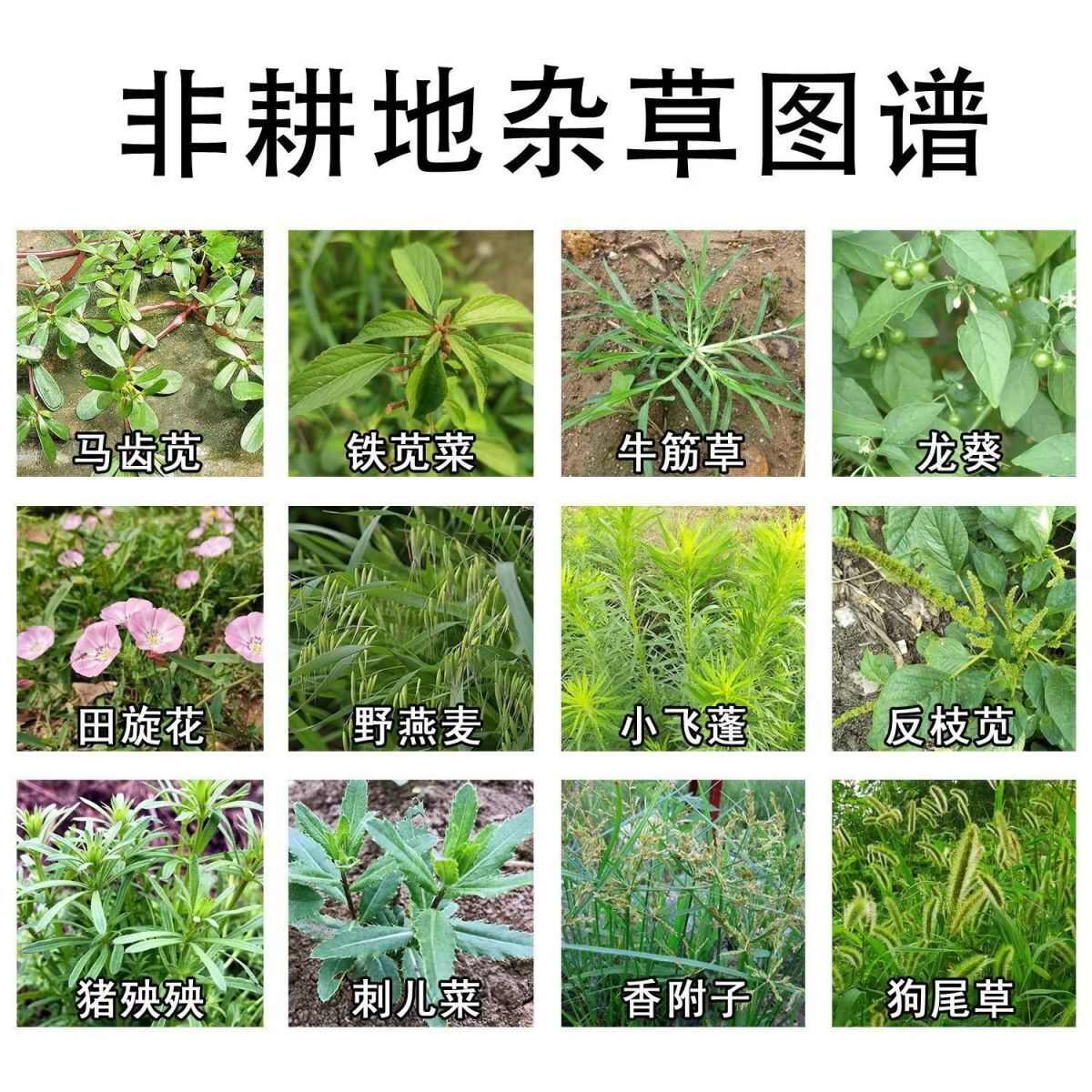 除草剂精草铵膦铵盐果园荒地行间除草一扫光牛筋恶性杂草小飞蓬