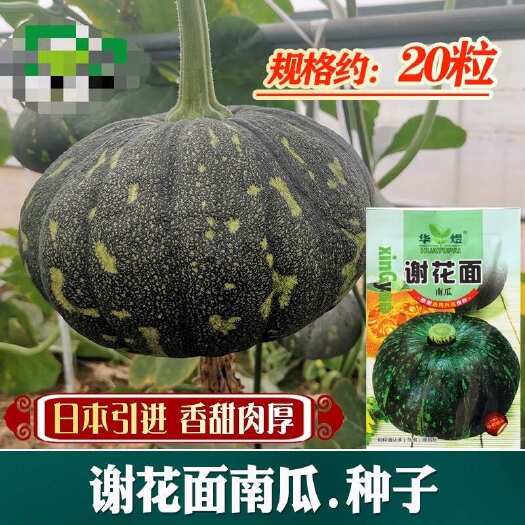 河间市南瓜种子 农田菜园种绿皮黄瓤肉厚甜面南瓜种子 蔬菜种子