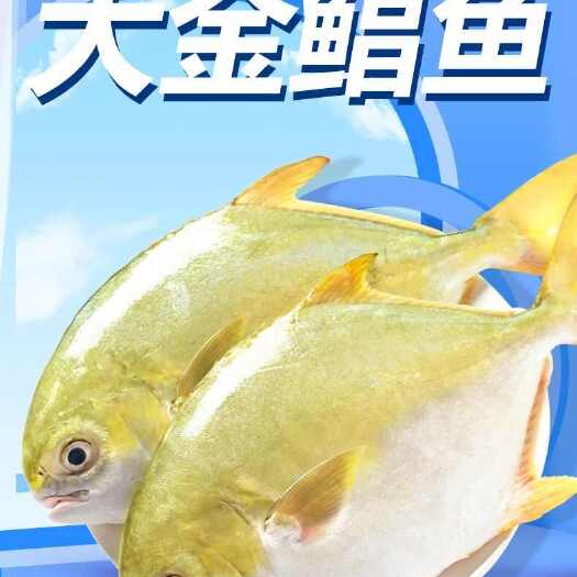 【特大号包邮】鲳鱼   金鲳鱼超大新鲜海捕平鱼鲜活冷冻批发