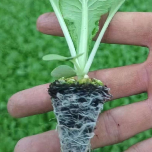 通海县精品大白菜苗