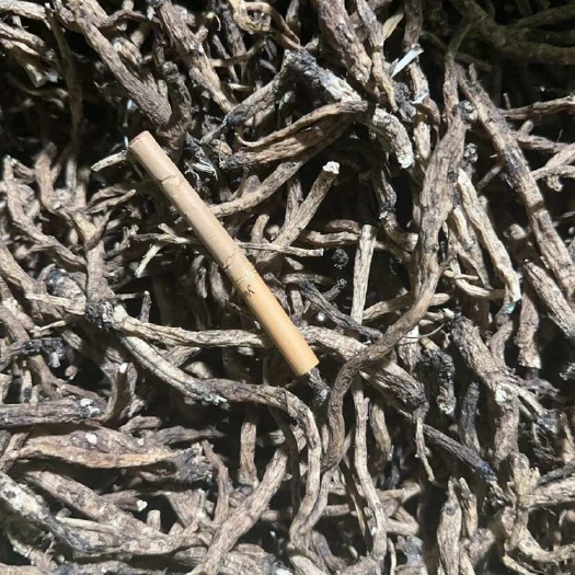 曲靖纯根云南药材倒提壶根鸡脚嫩梢飞燕草滇北翠雀花根