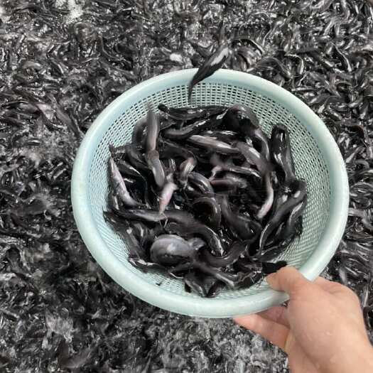 南靖县埃及塘鲺育苗基地各种规格齐全欢迎养殖户、批发商拿货合作！