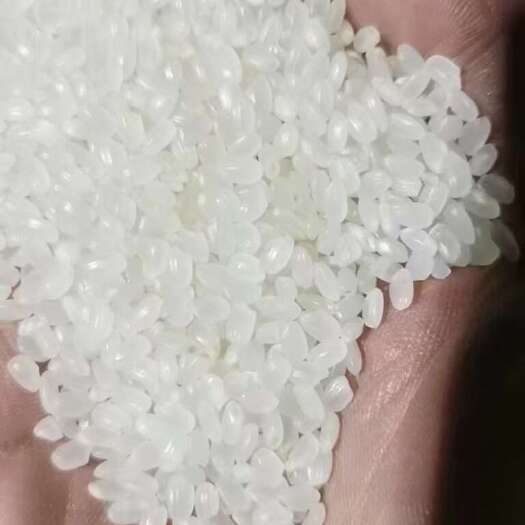 克山县东北珍珠米出售