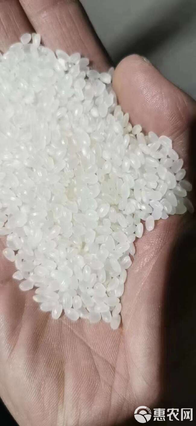 东北珍珠米出售