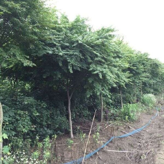 东光县鸡爪槭
