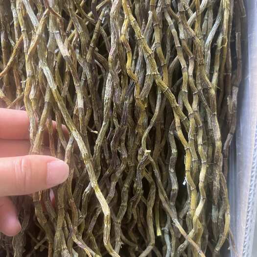 芒市铁皮石斛长干条新货，产地直销，工厂现货