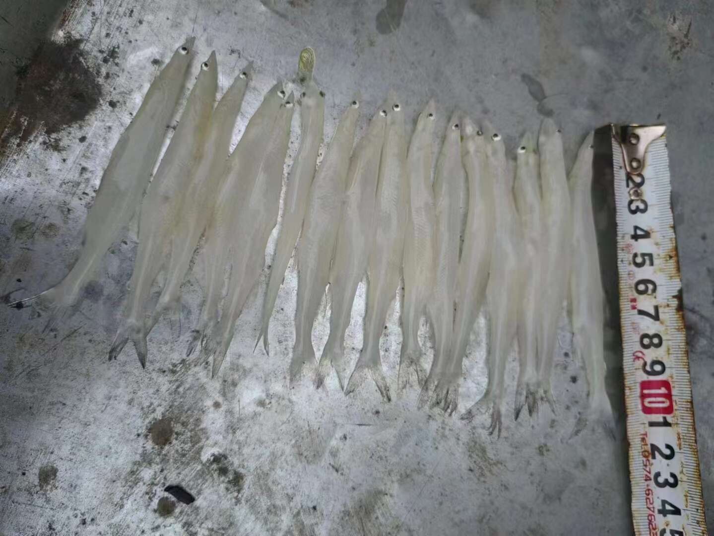 新鲜冷冻小银鱼，规格齐全，产地直销，肉质鲜嫩。