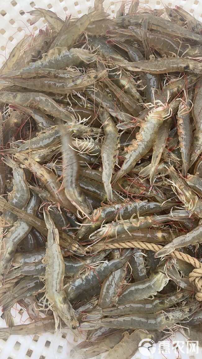【现捕鲜活】南美白对虾，对虾，基围虾，海虾，淡水虾