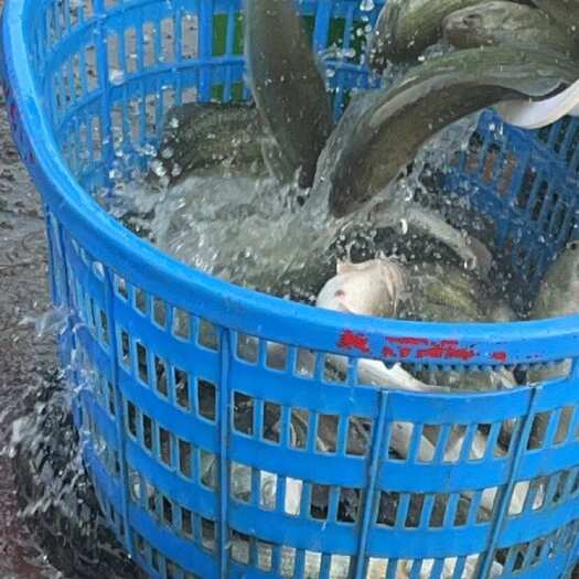 大量出售各种规格加州鲈，量大从优