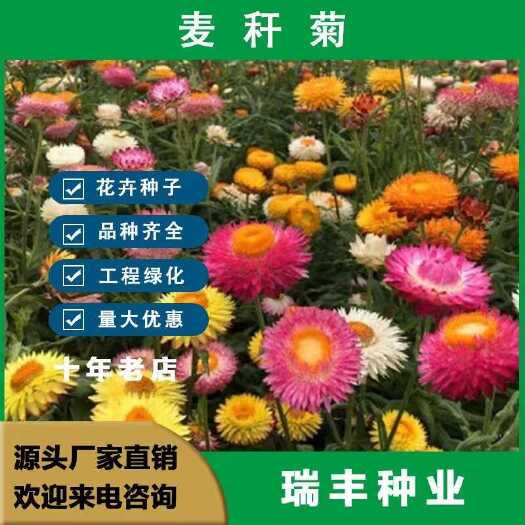 东海县麦秆菊种子花种籽子 景观庭院花园阳台盆栽花种四季开花易活批发
