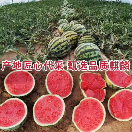 无籽美都西瓜新鲜现摘产地直发