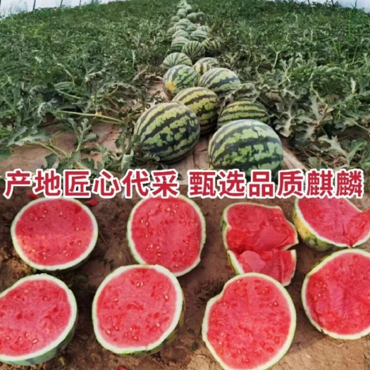 无籽美都西瓜新鲜现摘产地直发