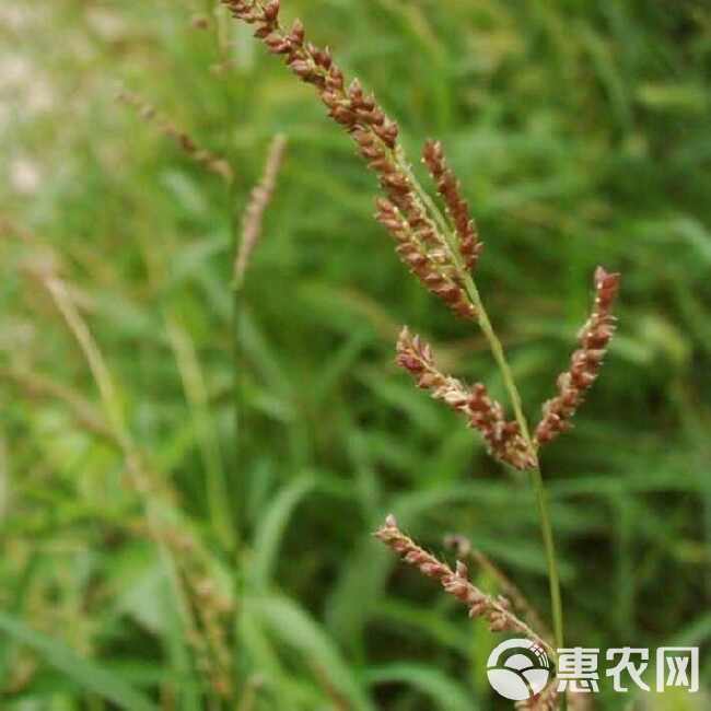 水稗草种子小米草子水草耐水淹耐旱湖南稷子养殖鱼虾蟹牧草籽