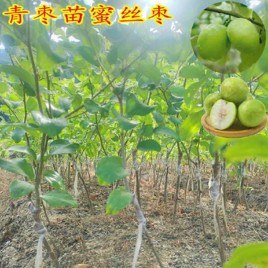 青枣苗,蜜丝枣嫁接苗