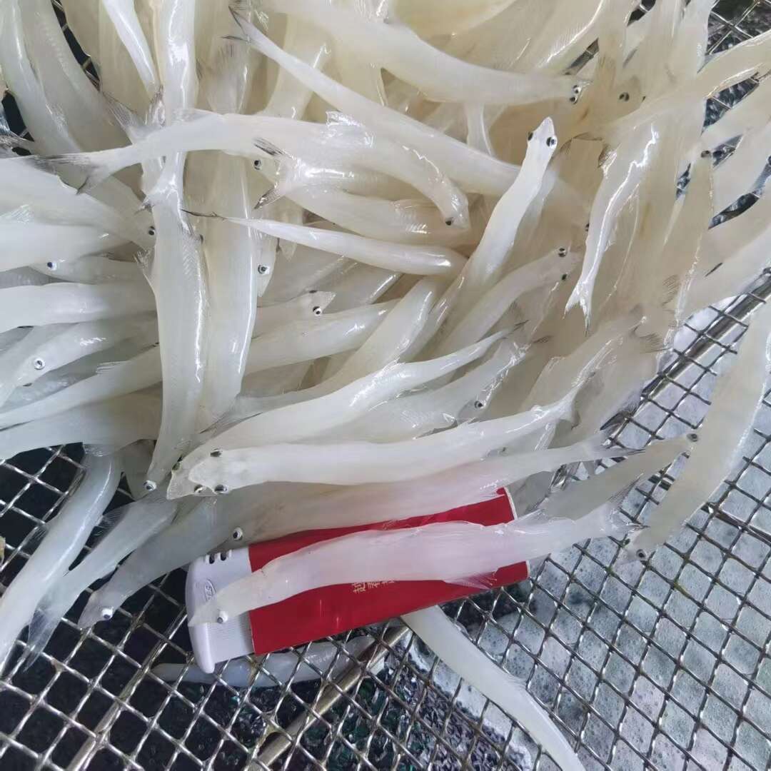 新鲜冷冻小银鱼，规格齐全，产地直销，肉质鲜嫩。